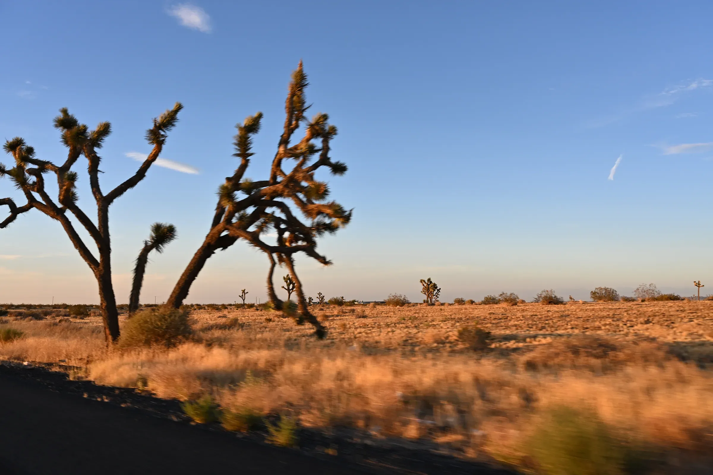 Joshua trees along a desert highway at golden hour