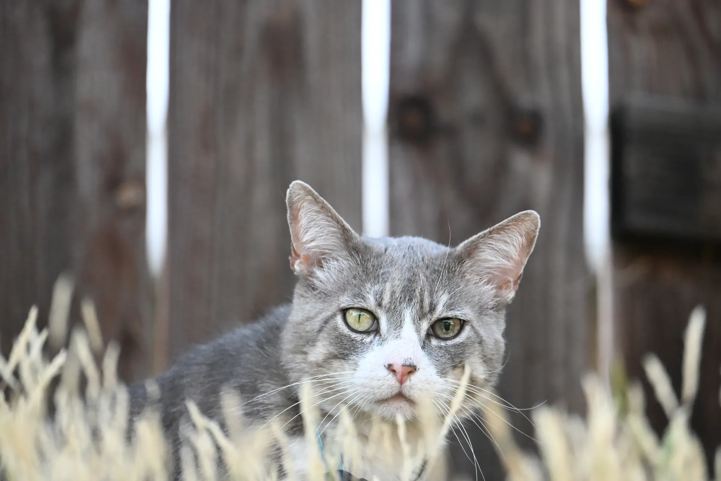 A grey tabby cat in dry grass
